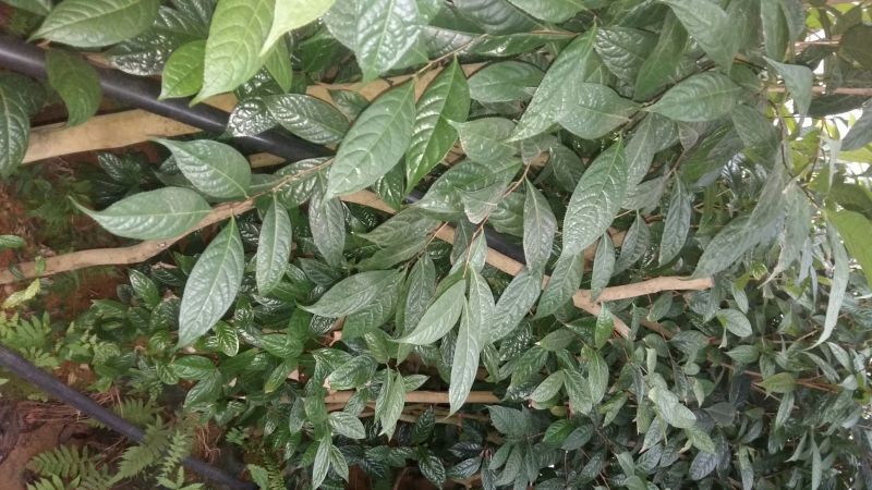 野生金茶树苗