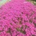 福禄考,宿根福禄考,芝樱基地直销常年供应各种绿化苗木