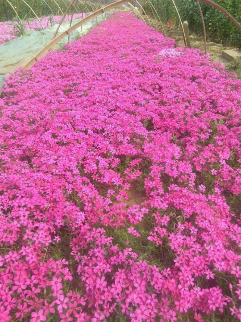 福禄考，宿根福禄考，芝樱基地直销常年供应各种绿化苗木