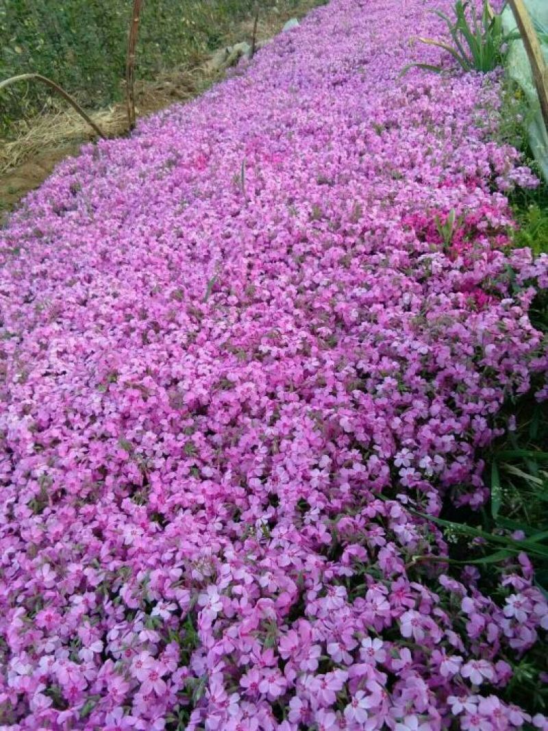 福禄考，宿根福禄考，芝樱基地直销常年供应各种绿化苗木