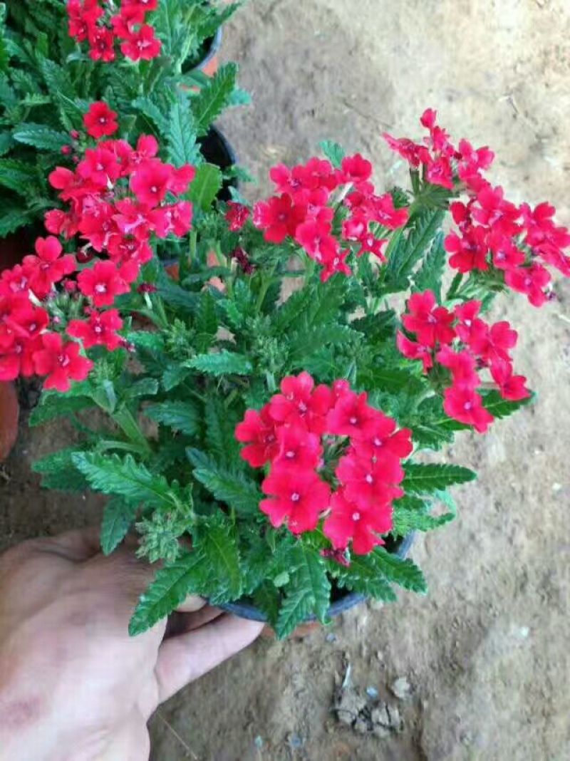 美女樱，基地直销，常年供应各种绿化苗木