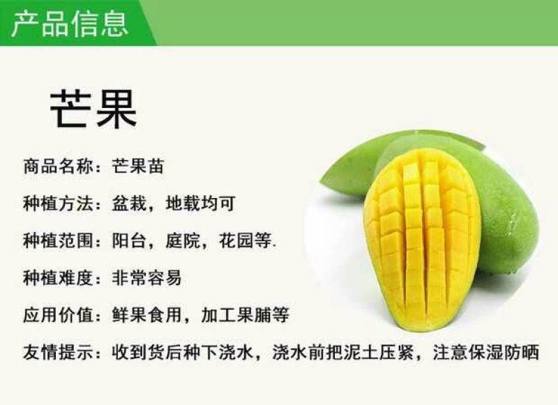 嫁接金煌，桂七，四季芒，红贵妃，基地直发，一手货源