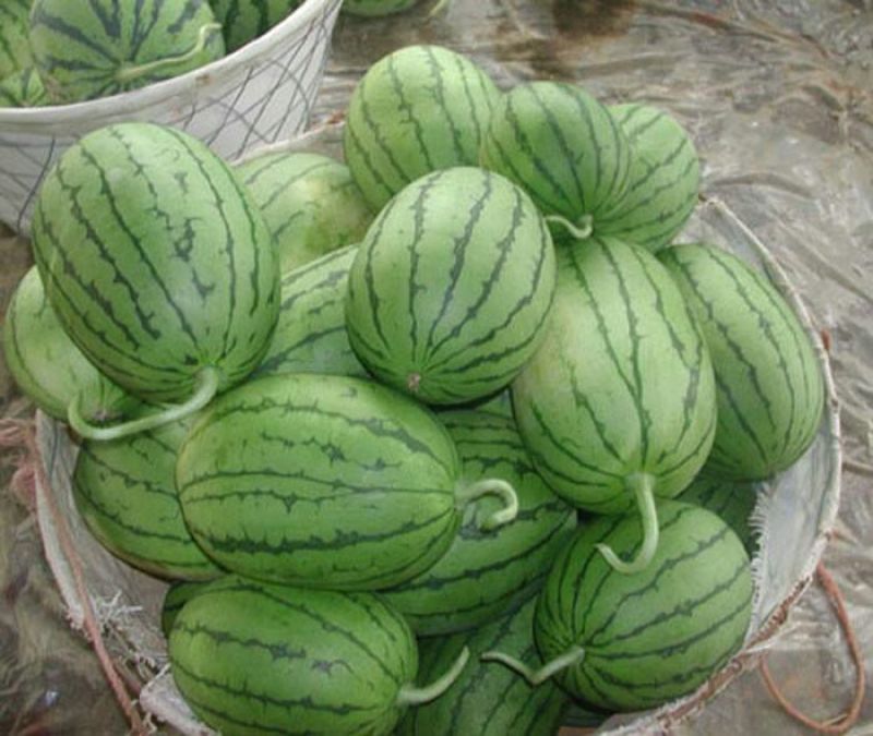 安徽早春红玉，精品2K小西瓜9成熟1茬，电商超市市场