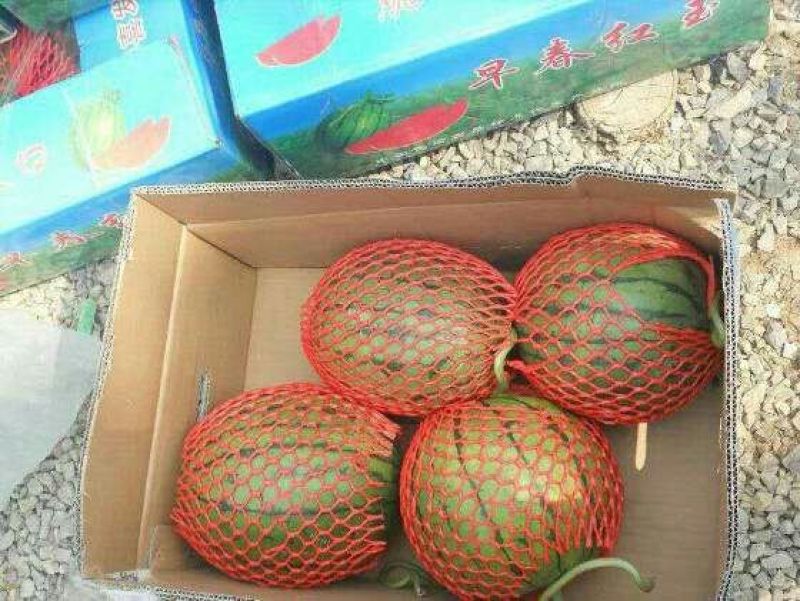 安徽早春红玉，精品2K小西瓜9成熟1茬，电商超市市场