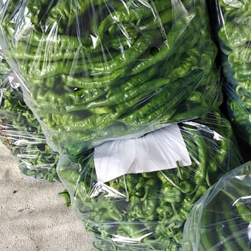 4月底上市螺丝椒15~20厘米青