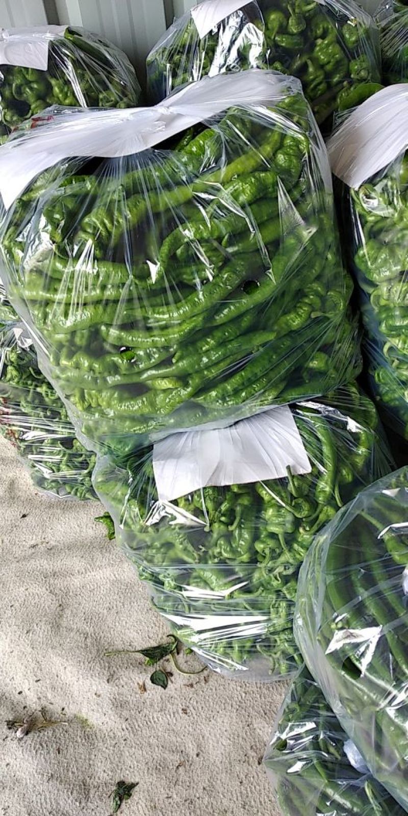 4月底上市螺丝椒15~20厘米青