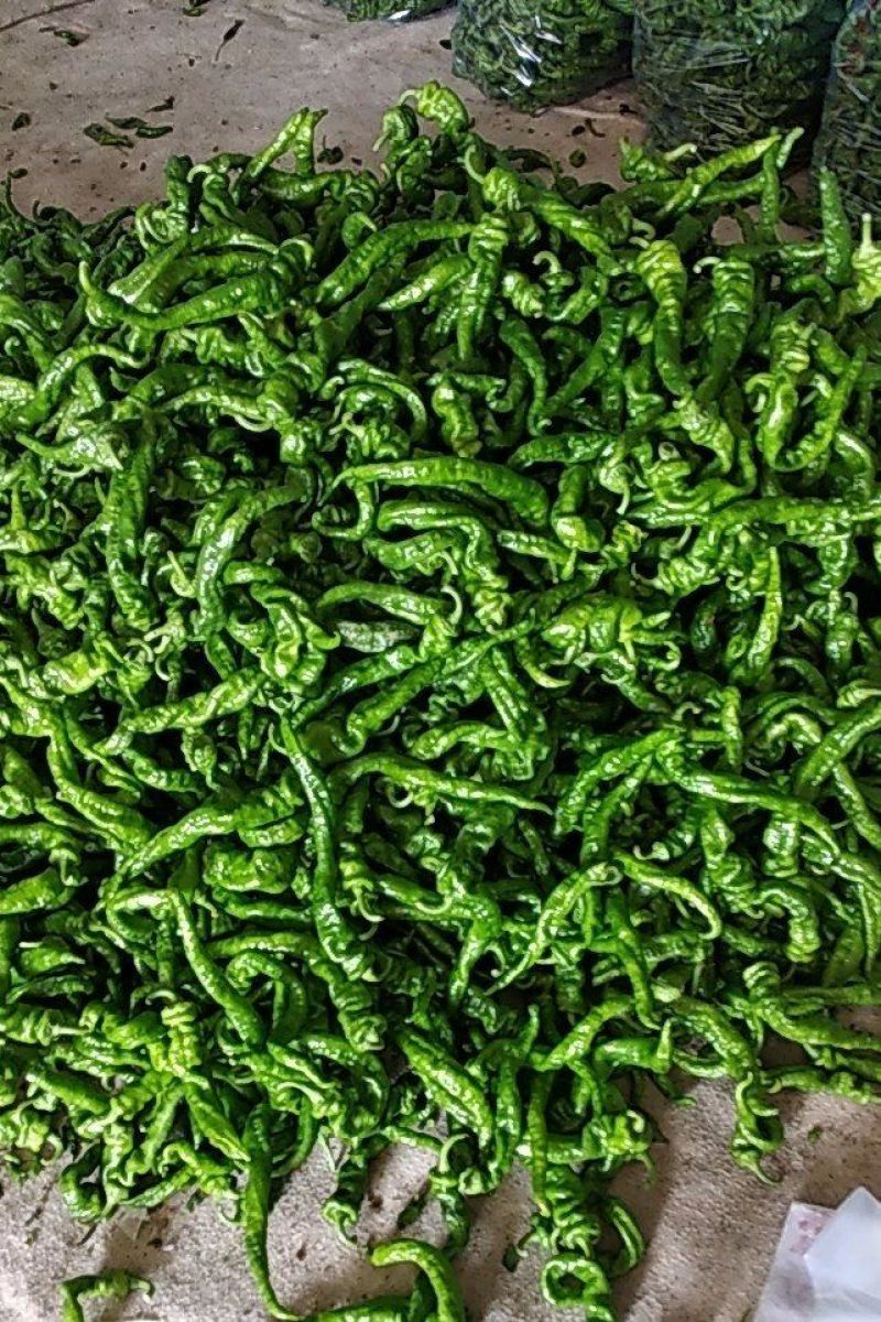 4月底上市螺丝椒15~20厘米青