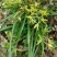 下山草蕙兰办公室庭院种植浓香型兰花不含盆