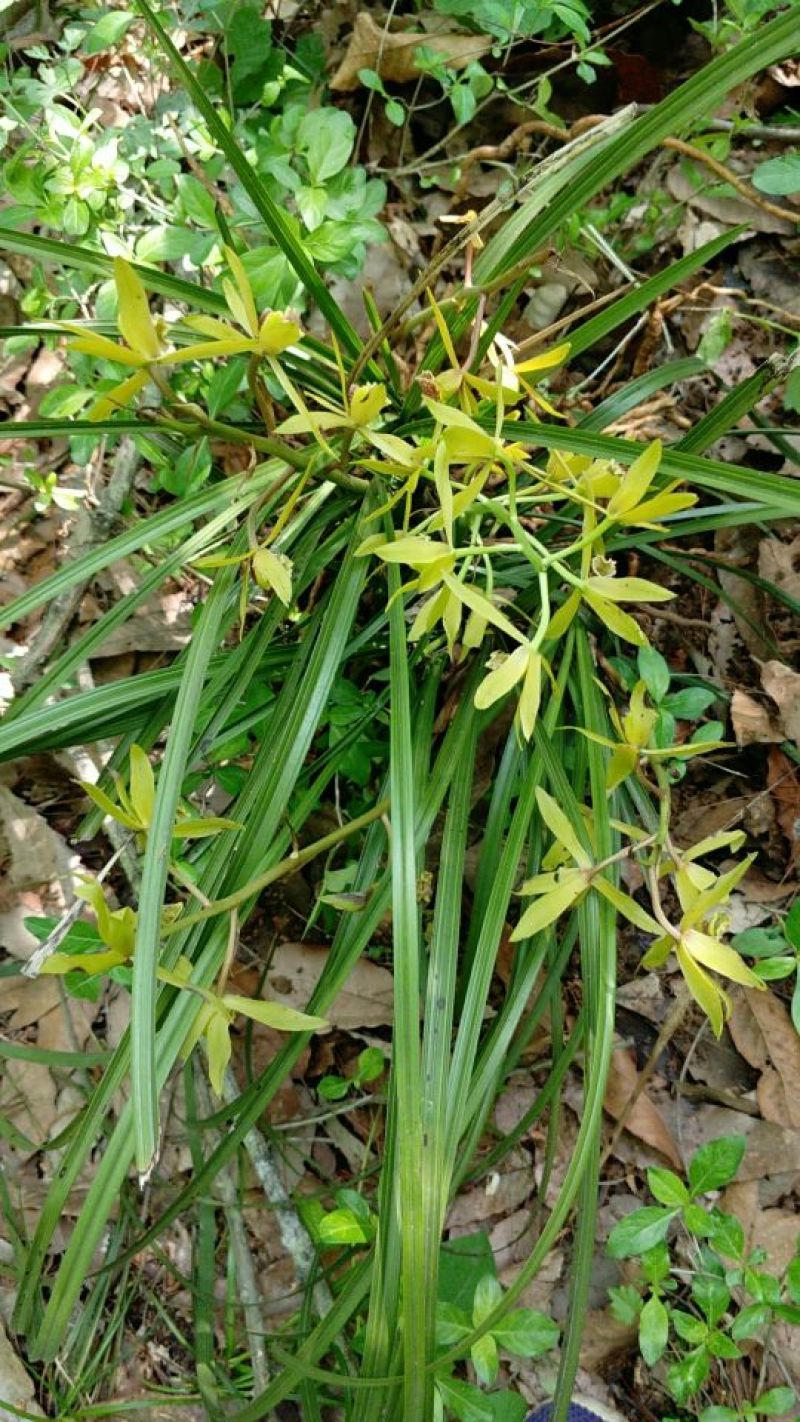 下山草蕙兰办公室庭院种植浓香型兰花不含盆