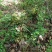 下山草蕙兰办公室庭院种植浓香型兰花不含盆