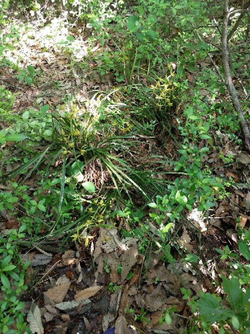 下山草蕙兰办公室庭院种植浓香型兰花不含盆