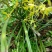 下山草蕙兰办公室庭院种植浓香型兰花不含盆