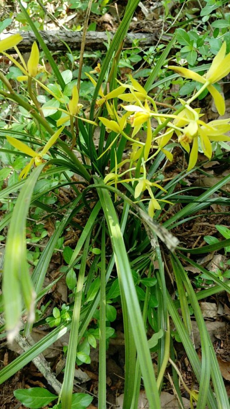 下山草蕙兰办公室庭院种植浓香型兰花不含盆