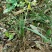 下山草蕙兰办公室庭院种植浓香型兰花不含盆