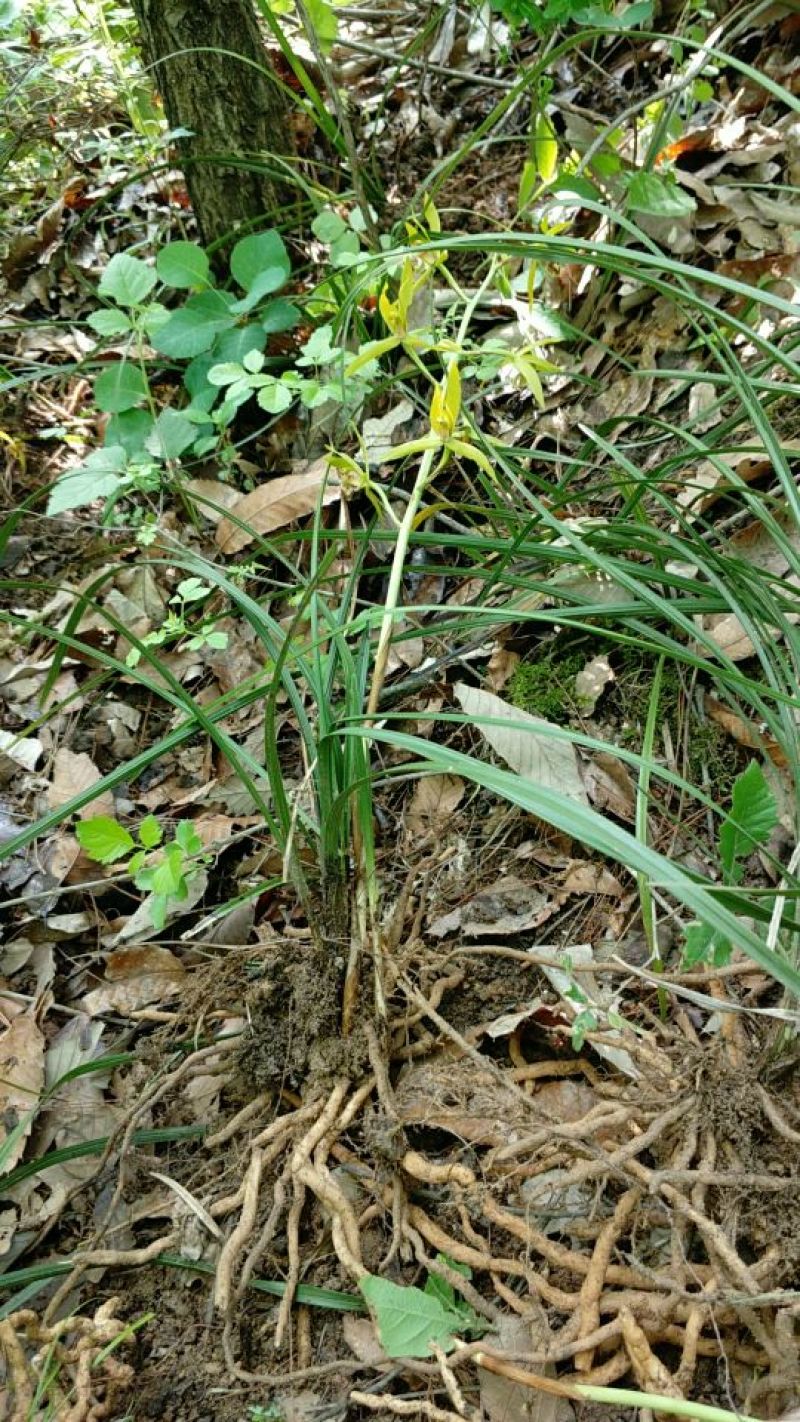 下山草蕙兰办公室庭院种植浓香型兰花不含盆
