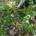 下山草蕙兰办公室庭院种植浓香型兰花不含盆