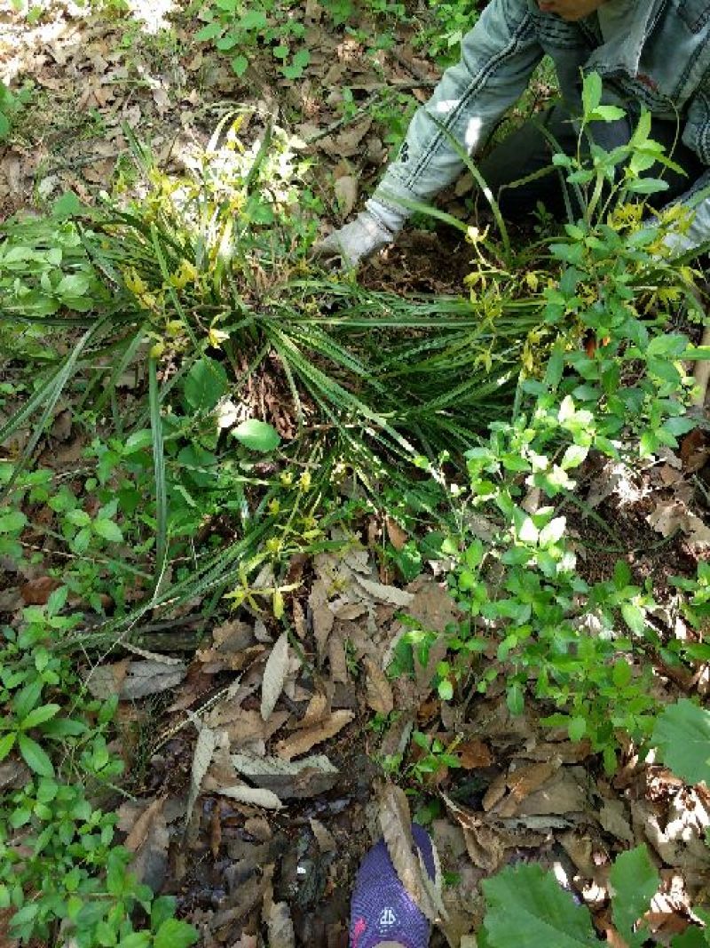 下山草蕙兰办公室庭院种植浓香型兰花不含盆