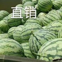 【热卖中】直升苗8424西瓜糖分高产地直发6斤起