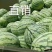【热卖中】直升苗8424西瓜糖分高产地直发6斤起