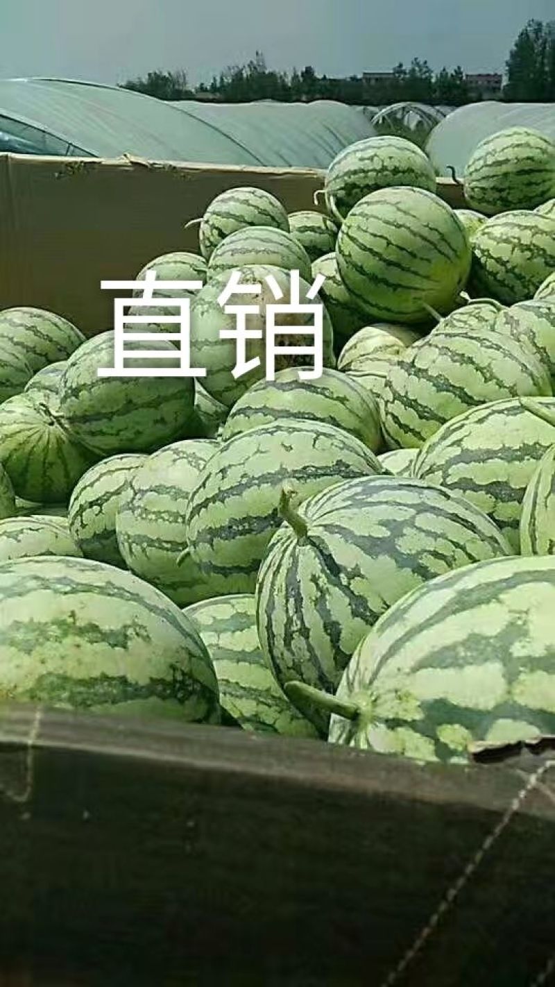 【热卖中】直升苗8424西瓜糖分高产地直发6斤起