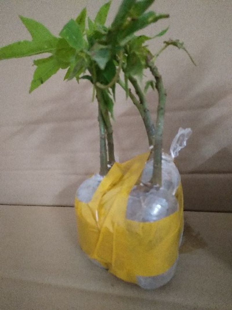 木瓜苗木瓜树苗