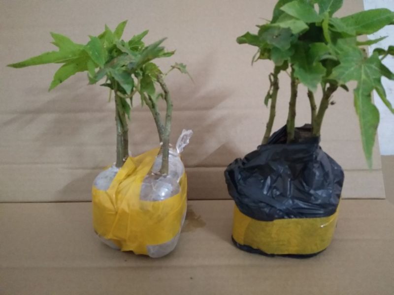 木瓜苗木瓜树苗