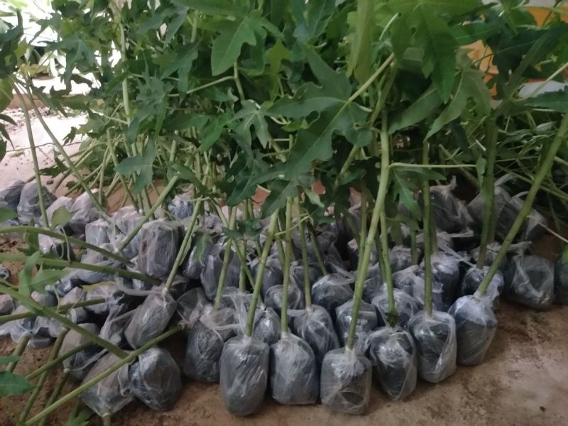 木瓜苗木瓜树苗