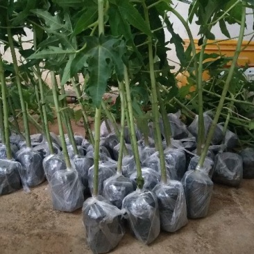 木瓜苗木瓜树苗