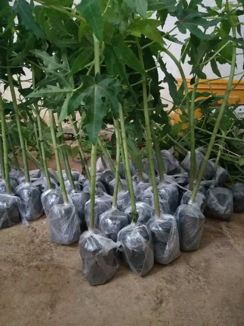 木瓜苗木瓜树苗