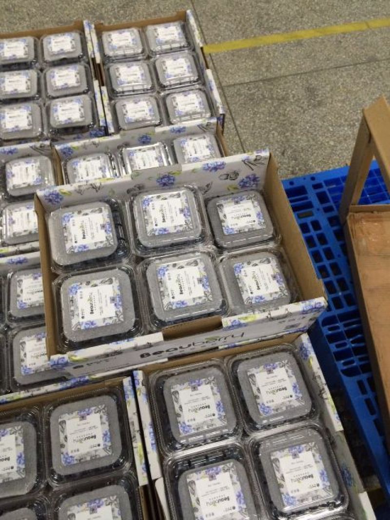 蓝丰蓝莓鲜果12~14mm以上