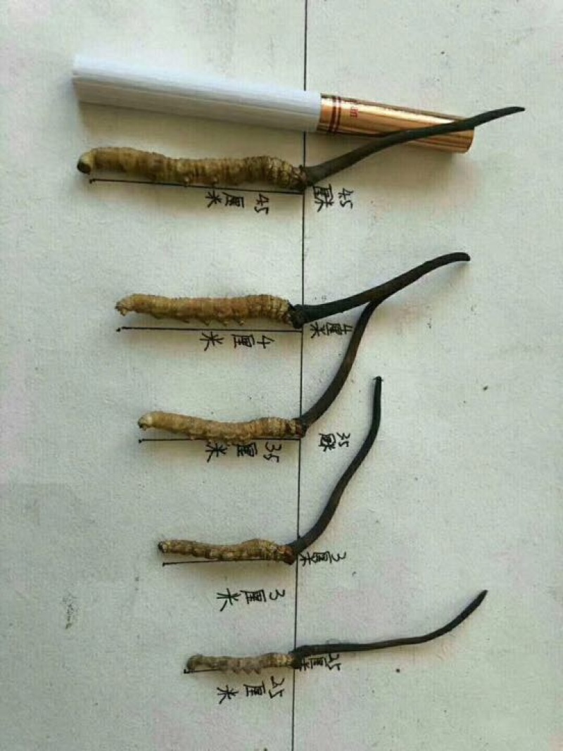 冬虫夏草盒装