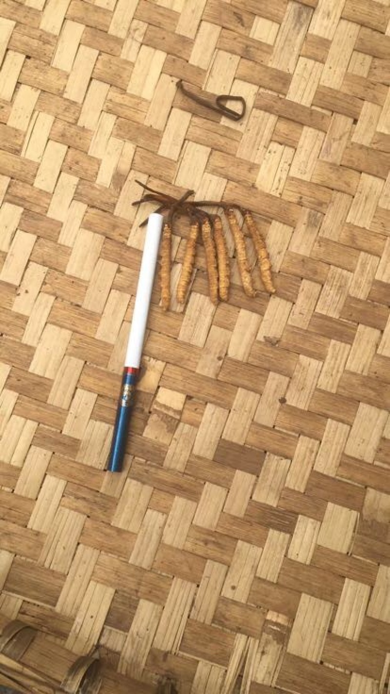 冬虫夏草盒装