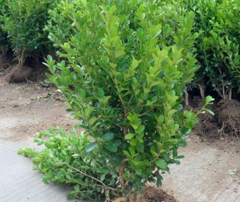 大叶冬青苗20~30cm