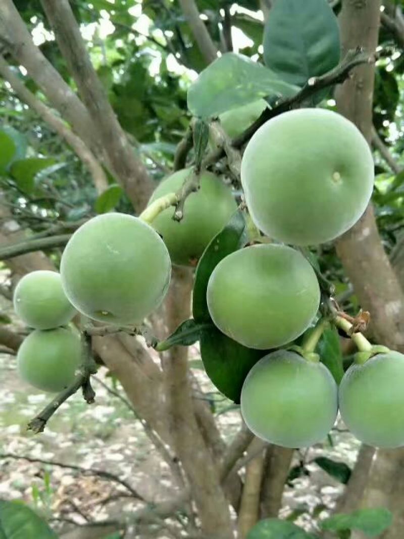 化橘红鲜果