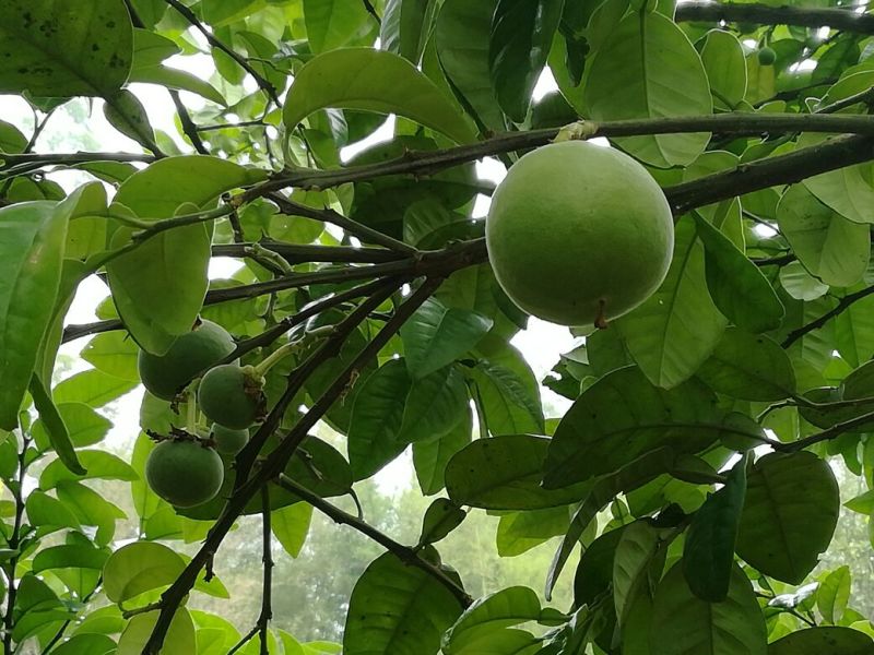 化橘红鲜果