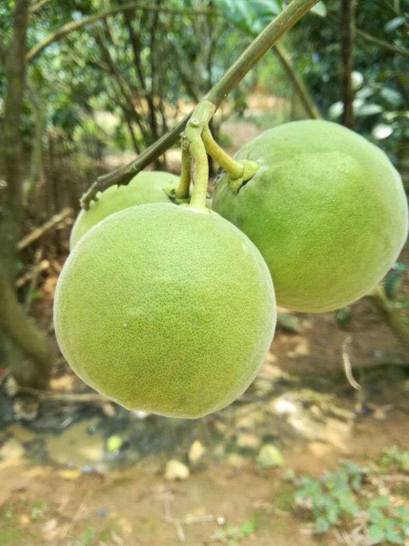 化橘红鲜果