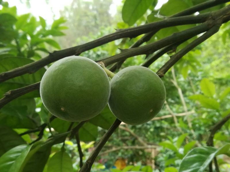 化橘红鲜果