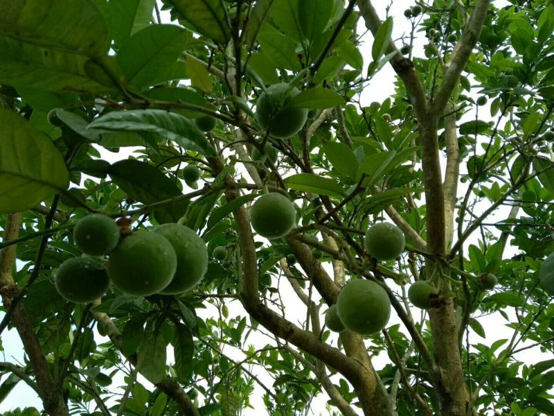 化橘红鲜果