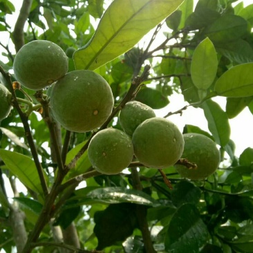 化橘红鲜果