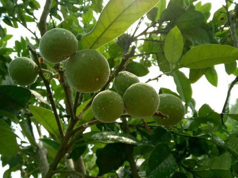 化橘红鲜果