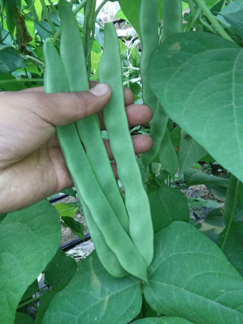 赶集货，上货快，芸豆，扁青，价格随行！