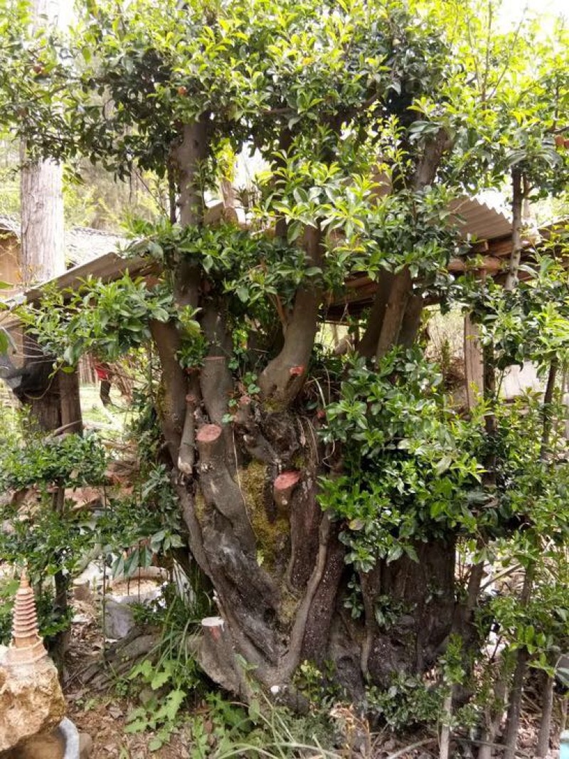 金弹子树桩