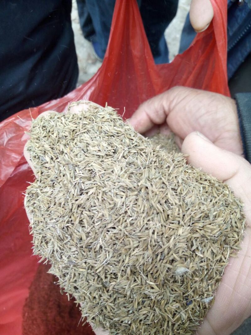 药用蒲公英家种全草
