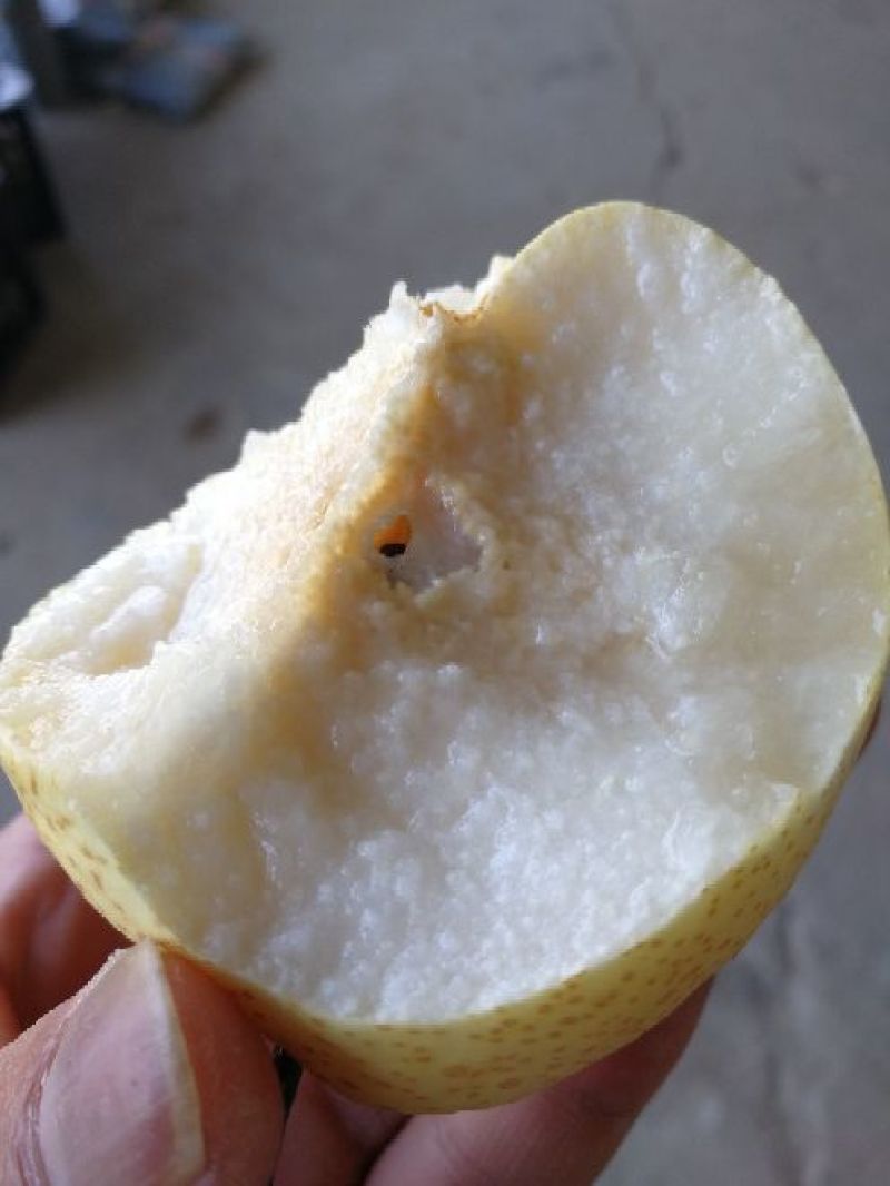 纸袋酥梨，3两半以上筐装酥梨