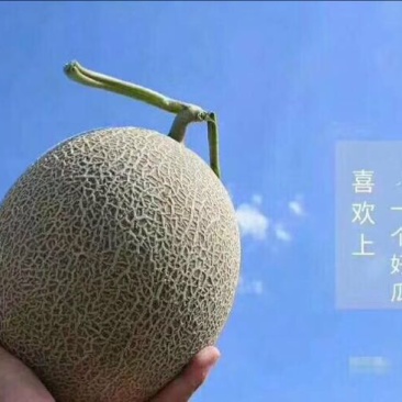 哈密瓜3斤以上椭圆形