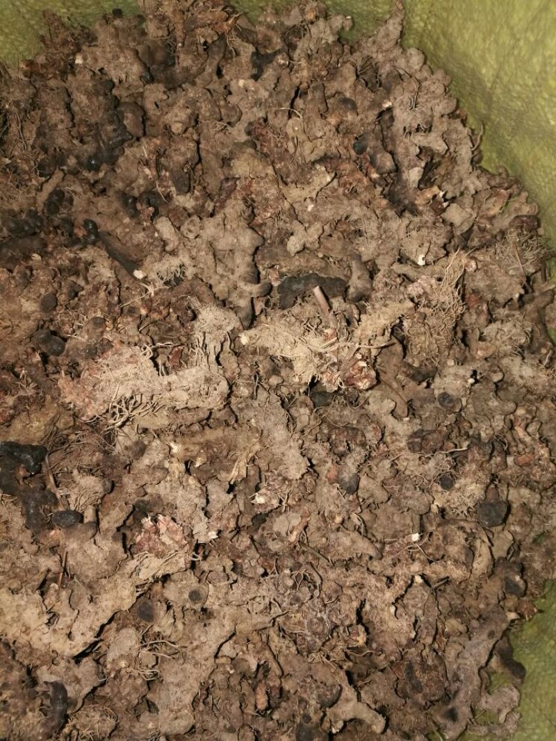 淫羊藿不带头统品质保证量大从优欢迎咨询下单