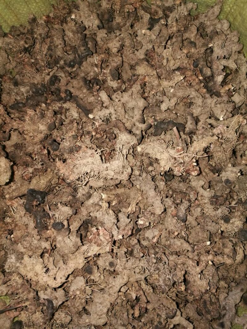 淫羊藿不带头统品质保证量大从优欢迎咨询下单