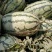 西瓜5斤打底8成熟1茬