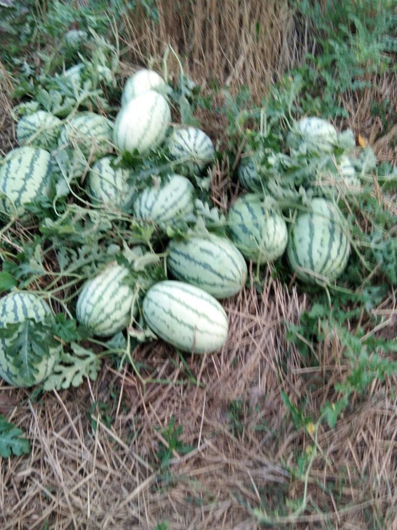 西瓜5斤打底8成熟1茬