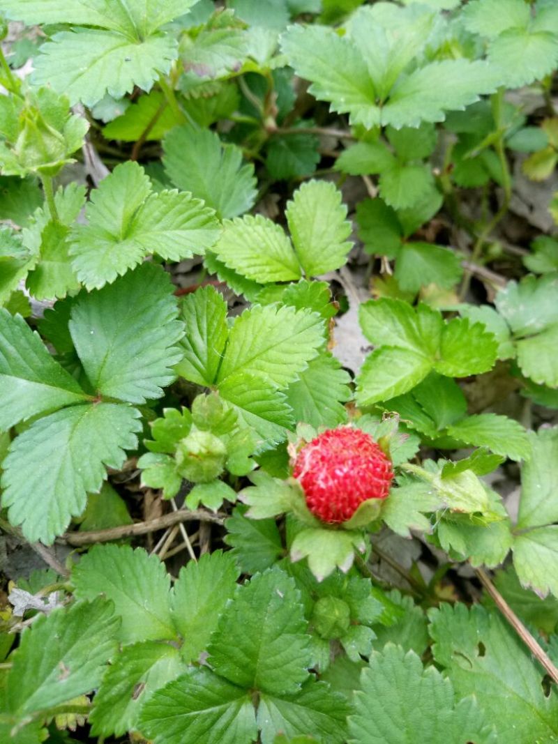 蛇莓苗宿根植物中药材工程绿化苗基地直发